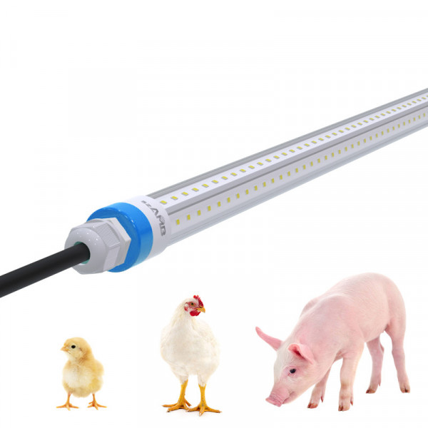 T8 LED light for laying hens with blue end caps shown beside a chicken, chick, and piglet