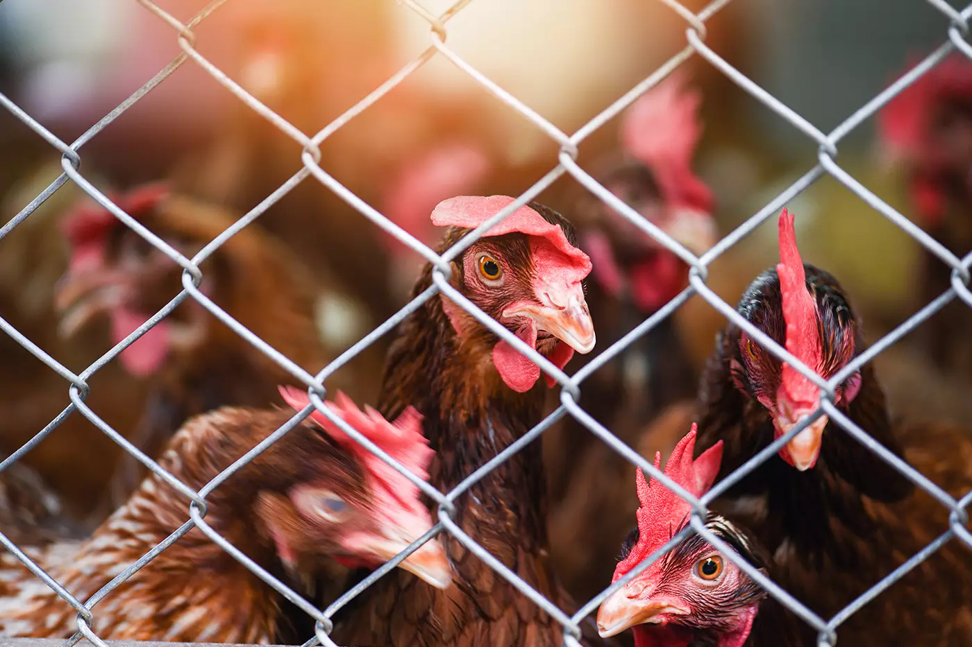 b33d8bf29915d07a2a24948a22f7ef0