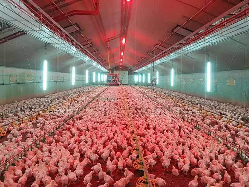broiler