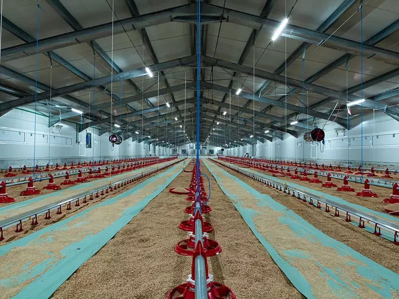 LED light for poultry farm