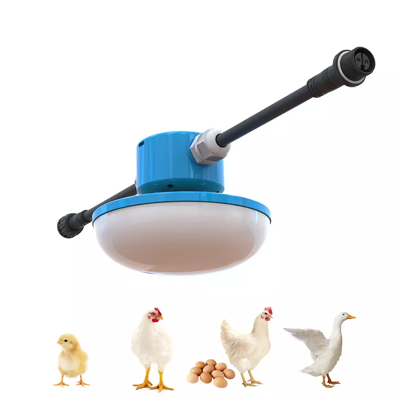 Turning on the Truth: Why LED Lights Are the Right Choice for Your Chickens
