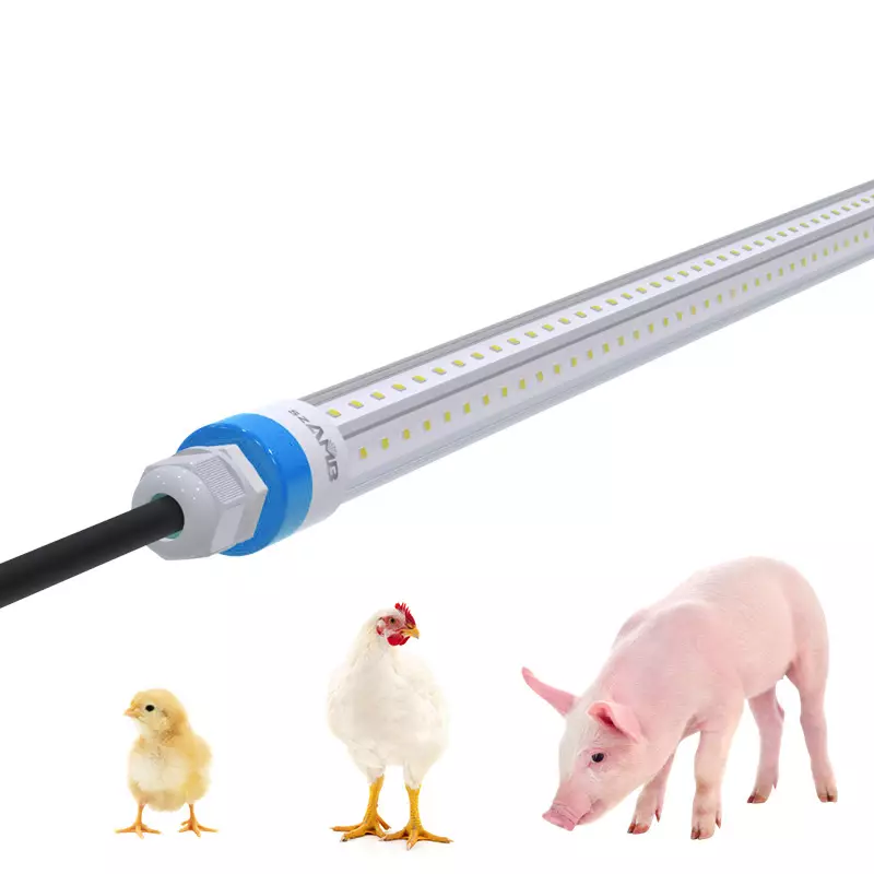Determining the Optimal Daily Light Duration for Maximum Egg Production
