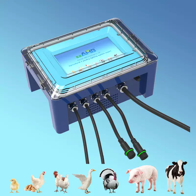 What Type of Lighting Helps Chickens Lay Eggs? Optimizing Lighting for Poultry Farms