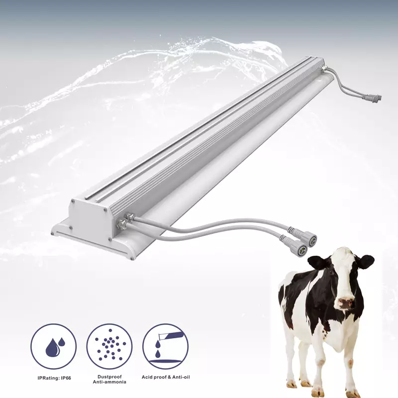 How LED Lighting Can Benefit Dairy Cows: A Look at szAMB’s Innovative Solutions