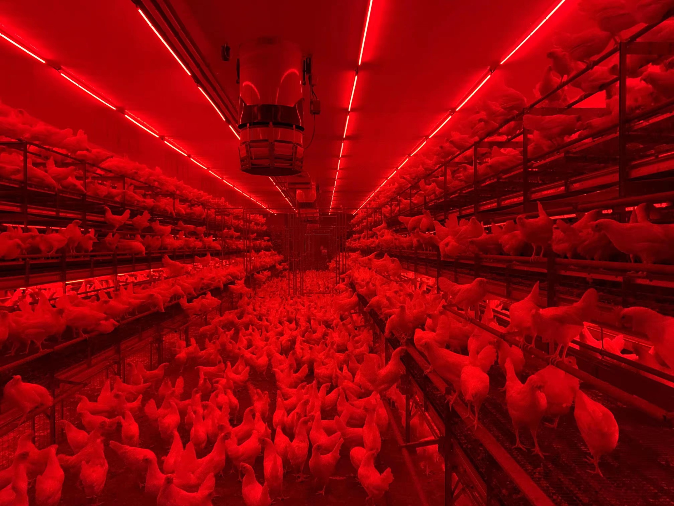 13 chicken light